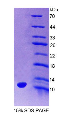 RPC532Mu01.jpg