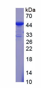 RPC537Hu01.jpg