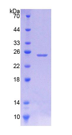 RPC550Hu01.jpg