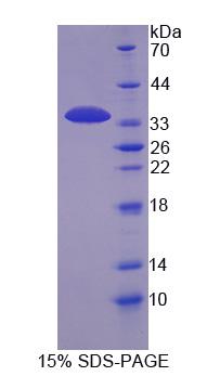 RPC553Bo01.jpg