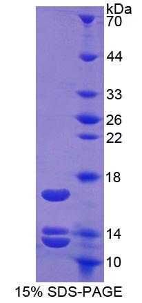 Recombinant Urocortin 2 (UCN2)