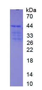 RPC594Hu01.jpg