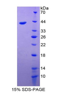 RPC595Hu01.jpg