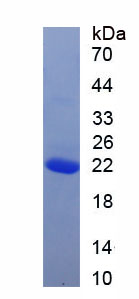 RPC598Hu02.jpg