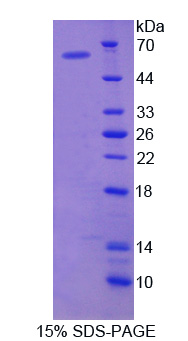 RPC606Hu01.jpg