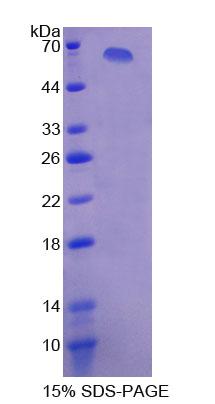 RPC608Hu01.jpg