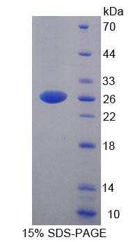 RPC610Hu01.jpg