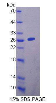 RPC610Mu01.jpg