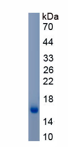 Recombinant Macrophage Receptor With Collagenous Structure (MARCO)