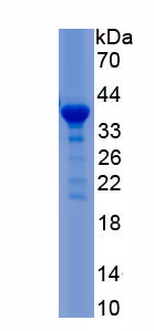 RPC615Hu01.jpg