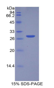 Recombinant 3-Mercaptopyruvate Sulfurtransferase (MST)