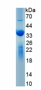 Recombinant 3-Mercaptopyruvate Sulfurtransferase (MST)