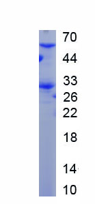 RPC643Hu01.jpg