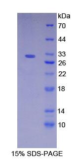 RPC680Hu01.jpg