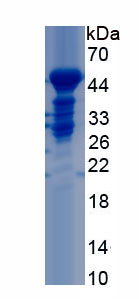 RPC686Hu01.jpg