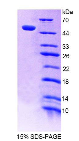 RPC717Hu01.jpg