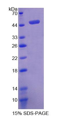 RPC719Mu01.jpg