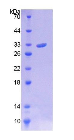 RPC720Hu01.jpg