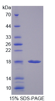 RPC722Hu01.jpg