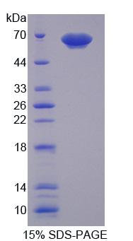 RPC740Hu01.jpg