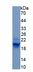 RPC745Hu01.jpg