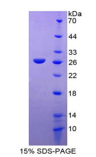 RPC775Hu02.jpg