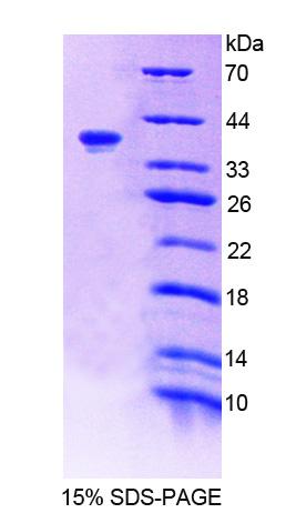 RPC802Hu01.jpg