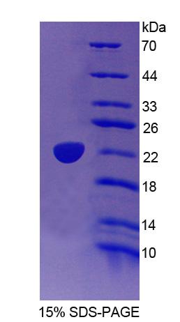 RPC809Hu01.jpg