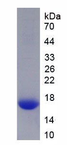 Recombinant Twist Transcription Factor (TWIST)