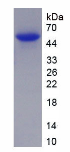 Recombinant Secreted Frizzled Related Protein 5 (SFRP5)