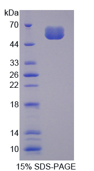 RPC864Mu01.jpg