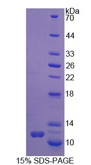 RPC882Mu01.jpg