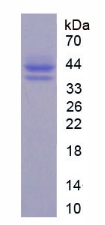 RPC904Mu02.jpg