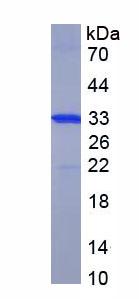 RPC906Hu02.jpg