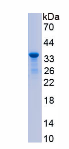 RPC931Hu01.jpg