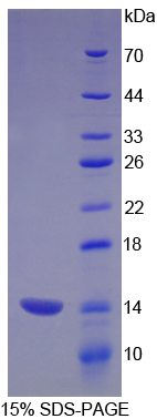 Recombinant Carcinoembryonic Antigen Related Cell Adhesion Molecule 1 (CEACAM1)