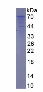 Recombinant Heat Shock 70kDa Protein 2 (HSPA2)