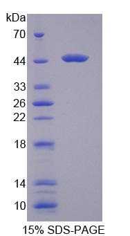 Recombinant Heat Shock 70kDa Protein 6 (HSPA6)