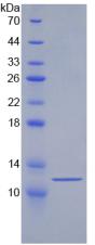 Recombinant Heat Shock 70kDa Protein 8 (HSPA8)