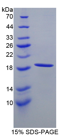 Recombinant Hemoglobin Alpha 1 (HBa1)