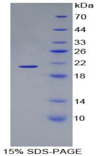 Recombinant Hemoglobin Alpha 1 (HBa1)