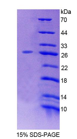 RPD103Mu01.jpg