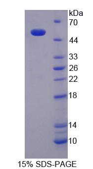 Recombinant Nucleobindin 1 (NUCB1)