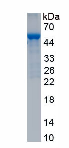 Recombinant Nucleobindin 1 (NUCB1)