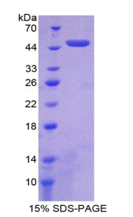 RPD180Mu01.jpg