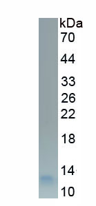 Recombinant Collagen Type II Alpha 1 (COL2a1)