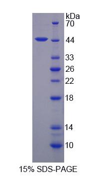 Recombinant Amiloride Sensitive Sodium Channel Subunit Alpha (SCNN1a)