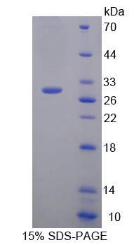 RPD350Hu01.jpg