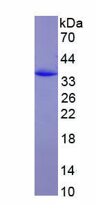 Recombinant Myosin IC (MYO1C)