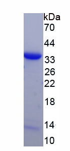 Recombinant Aryl Hydrocarbon Receptor Nuclear Translocator Like Protein (ARNTL)